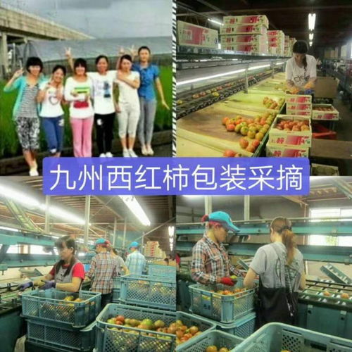 赴日勞務(wù)新選擇 沈陽(yáng)國(guó)橋旅行社助力開啟九州職業(yè)之旅